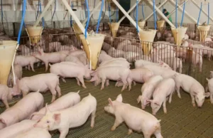 Indústria de suínos opera com cautela e vê exportações em alta