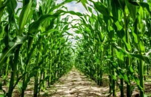 Projeção de safra recorde de milho exige atenção com exportações