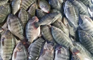 Brasil conquista acesso ao mercado australiano para exportação de pescados