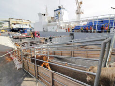 Marrocos busca parcerias no Brasil para importação de gado vivo