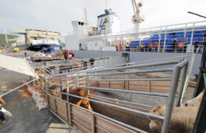 Marrocos busca parcerias no Brasil para importação de gado vivo