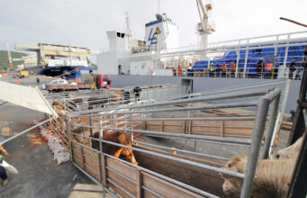 Marrocos busca parcerias no Brasil para importação de gado vivo