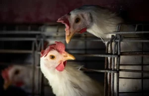 Brasil monitora novos casos suspeitos de influenza aviária