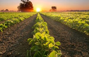 PIB do agro brasileiro cresce 6,49% no primeiro trimestre de 25