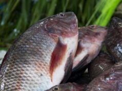 Preço da tilápia segue estável em maio, segundo o Cepea