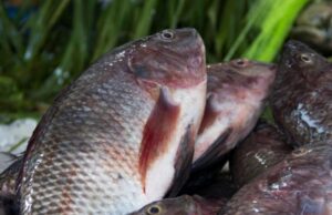 Preço da tilápia segue estável em maio, segundo o Cepea
