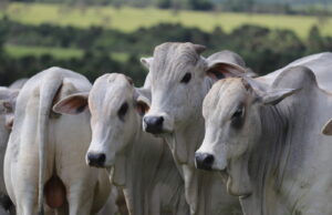 Exportações firmes ajudam a sustentar o mercado do boi gordo