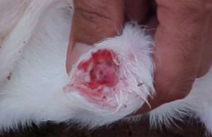 Alerta e fake news afetam o mercado do boi americano