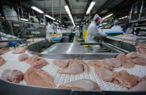 Embargo à carne de frango afeta 48 países após gripe aviária