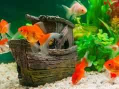 Brasil vai exportar peixe ornamental vivo para o Uruguai