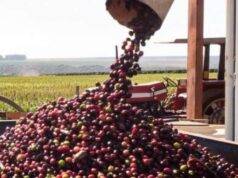 Queda nos preços do café se intensifica com avanço da safra