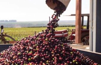 Queda nos preços do café se intensifica com avanço da safra