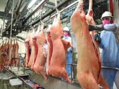 Exportações de carne suína crescem mais de 13% em maio