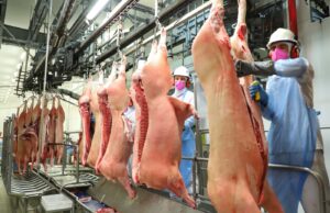 Exportações de carne suína crescem mais de 13% em maio