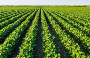 Tributação sobre LCAs preocupa setor e ameaça o crédito rural