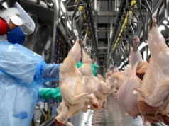 OMSA libera Brasil e exportações de carne de frango recomeçam