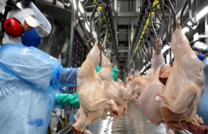 OMSA libera Brasil e exportações de carne de frango recomeçam