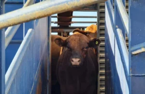 Indonésia abre mercado de gado vivo ao Brasil e à Nova Zelândia