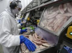 Tilápia cresce nas exportações e movimenta milhões em 2025