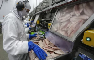 Tilápia cresce nas exportações e movimenta milhões em 2025