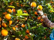 Preço da laranja recua, mas exportações seguem firmes em 2025