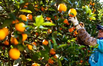 Preço da laranja recua, mas exportações seguem firmes em 2025