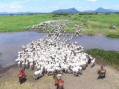 Programa no Pantanal distribui R$ 63 milhões a pecuaristas