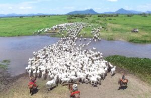 Programa no Pantanal distribui R$ 63 milhões a pecuaristas