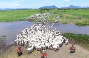 Programa no Pantanal distribui R$ 63 milhões a pecuaristas