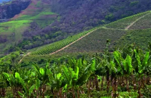 Pesquisa aponta que agro tem aprovação de 80% em Minas Gerais