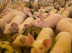 Exportações de carnes: Japão avalia sistema sanitário da Adapar