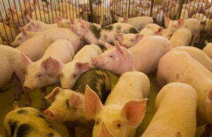 Exportações de carnes: Japão avalia sistema sanitário da Adapar