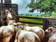 Brasil avança no controle da aftosa e libera trânsito de bovinos