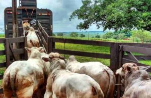Brasil avança no controle da aftosa e libera trânsito de bovinos