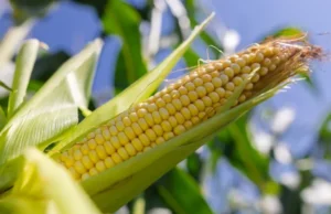 Safra recorde pressiona preços do milho no Brasil